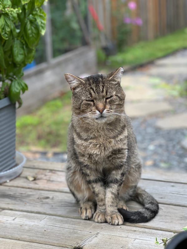 Buddy - In Memoriam