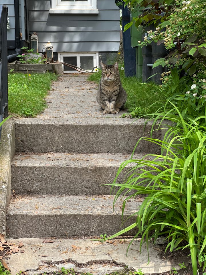 Buddy spotted